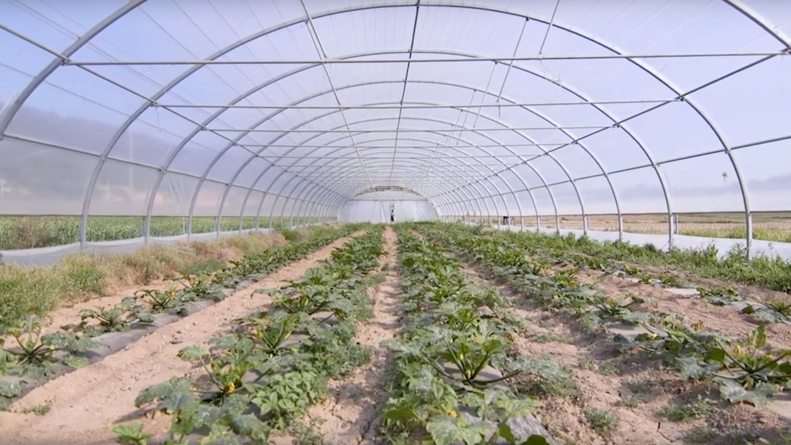 Cal Valls_Novamont Iberia (1)